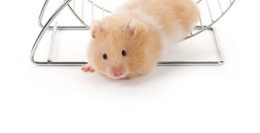 Teddy Bear Hamster with white background